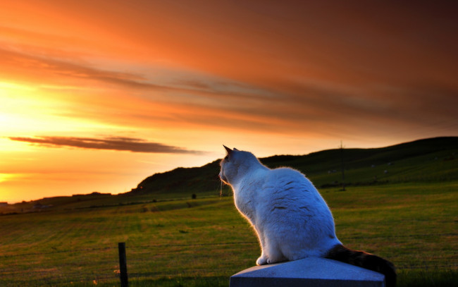 Обои картинки фото животные, коты