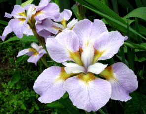 Картинка цветы ирисы лепестки сиреневый