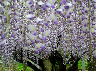 Картинка цветы глициния сиреневый гроздья