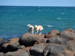 Картинка животные собаки dog