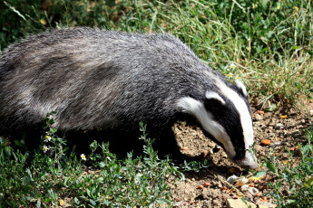 Картинка животные барсуки барсук