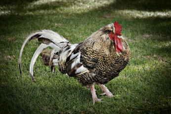 Картинка животные куры петухи петух гребень хвост перья