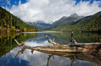 Картинка природа реки озера коряга