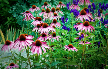 Картинка цветы эхинацея лепестки розовый