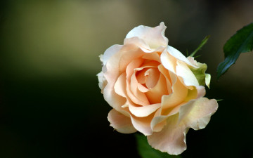 Картинка цветы розы роза