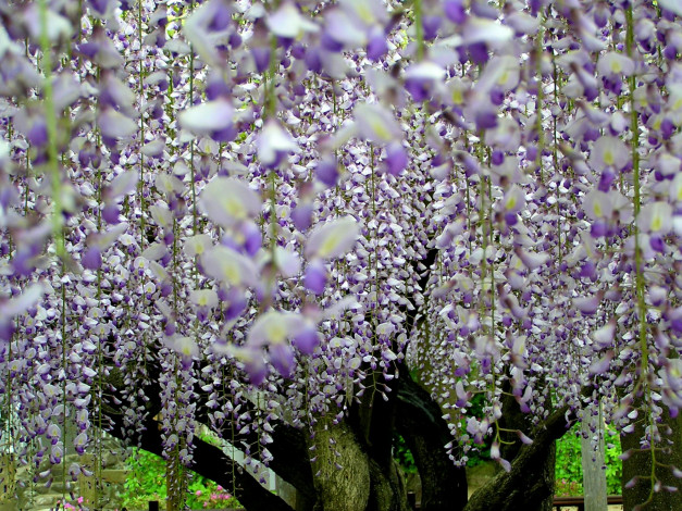 Обои картинки фото цветы, глициния, сиреневый, гроздья