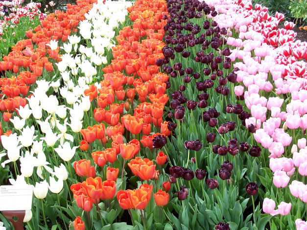 Обои картинки фото цветы, тюльпаны