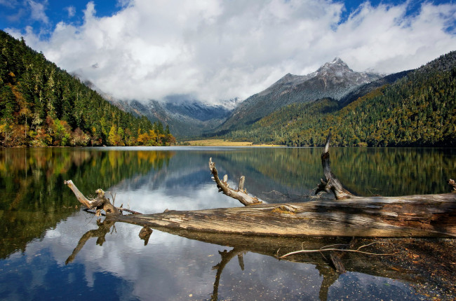 Обои картинки фото природа, реки, озера, коряга