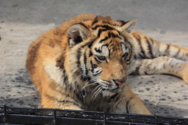 Обои картинки фото животные, тигры, тигр