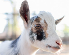 Картинка животные козы коза