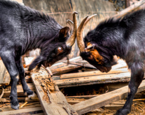 Картинка животные козы бадаются козлы