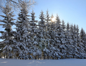 Картинка природа зима лес деревья снег иней