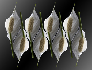 Картинка цветы каллы макро цветок чёрный фон