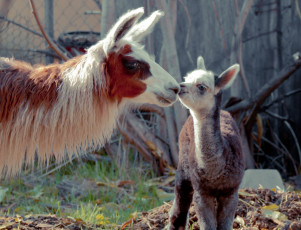 Картинка животные ламы пара