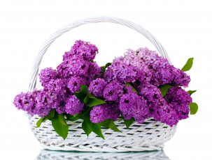 Картинка цветы сирень сиреневый корзинка