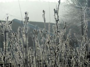 Картинка природа макро трава сухостой иней