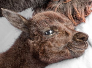 Картинка животные ламы взгляд лама