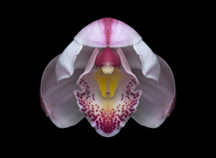 Картинка цветы орхидеи орхидея цветок фон чёрный макро