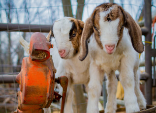 Картинка животные козы козлята бочка