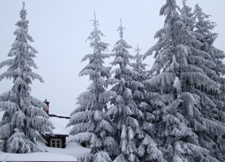 Картинка природа зима лес деревья снег иней