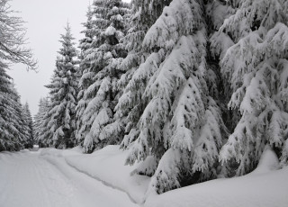 Картинка природа зима лес деревья снег иней