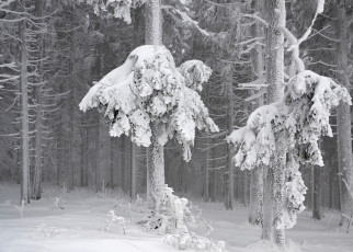 Картинка природа зима лес деревья снег иней