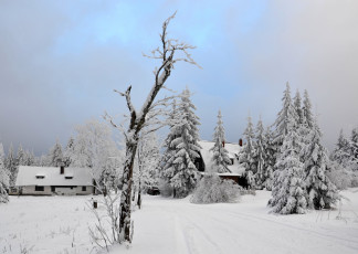 Картинка природа зима лес деревья снег иней