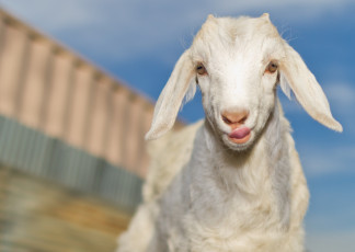 Картинка животные козы обработка белый козлёнок малыш