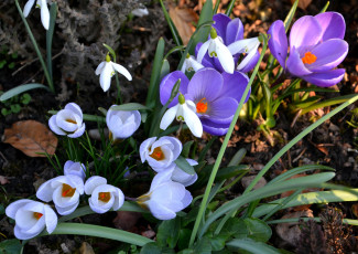 Картинка цветы крокусы весна