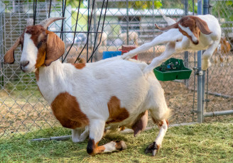 Картинка животные козы козлёнок коза