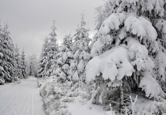 Картинка природа зима лес деревья снег иней