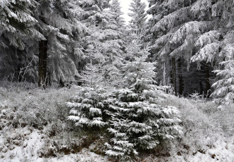 Картинка природа зима лес деревья снег иней