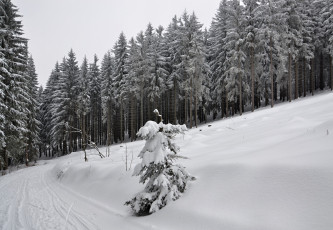 Картинка природа зима лес деревья снег иней