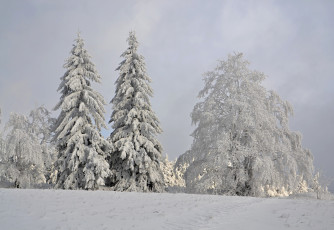 Картинка природа зима лес деревья снег иней