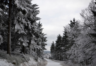 Картинка природа зима лес деревья снег иней