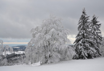 Картинка природа зима лес деревья снег иней