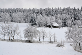 Картинка природа зима лес деревья снег иней