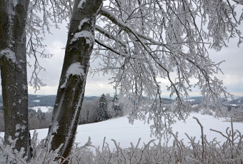 Картинка природа зима лес деревья снег иней