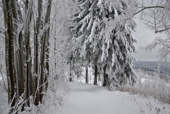 Картинка природа зима лес деревья снег иней