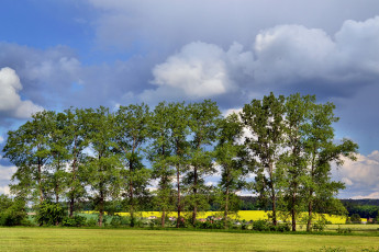 Картинка природа деревья небо лесополоса