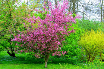 Картинка природа деревья ярко