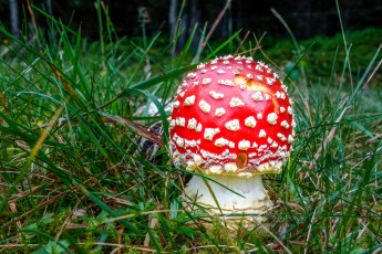 Картинка природа грибы +мухомор мухоморчик