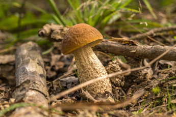 Картинка природа грибы подберезовик