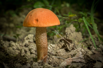 Картинка природа грибы подосиновик