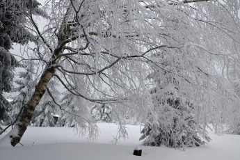 Картинка природа зима лес деревья снег иней