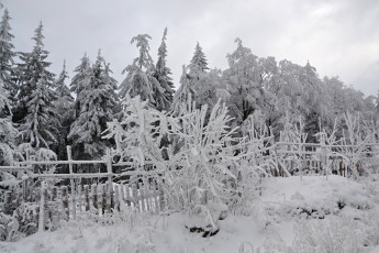 Картинка природа зима лес деревья снег иней