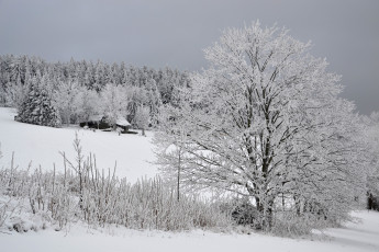 Картинка природа зима лес деревья снег иней