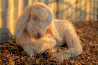 Картинка животные козы лежит коза