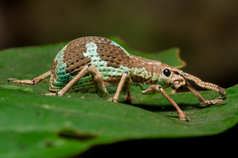 Картинка животные насекомые жук насекомое макро лист