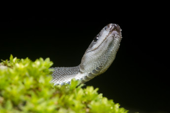 Картинка животные змеи +питоны +кобры растения змея фон макро